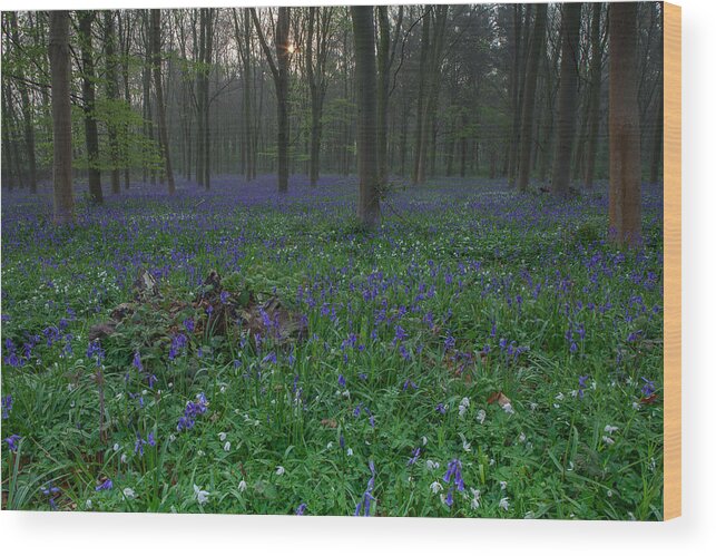 Bluebells Wood Print featuring the photograph Bluebells in Oxey Wood by Nick Atkin