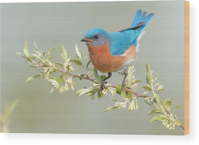 Bluebird Wood Print featuring the photograph Bluebird Floral by William Jobes