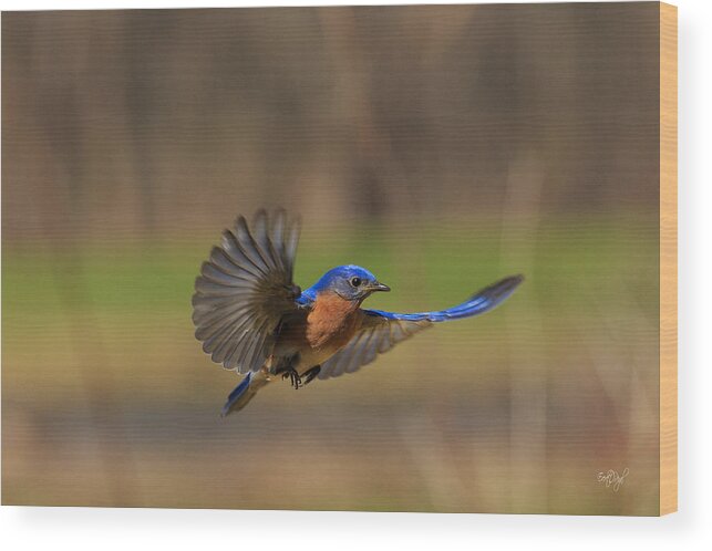 Bluebird Wood Print featuring the photograph Bluebird in Flight by Everet Regal