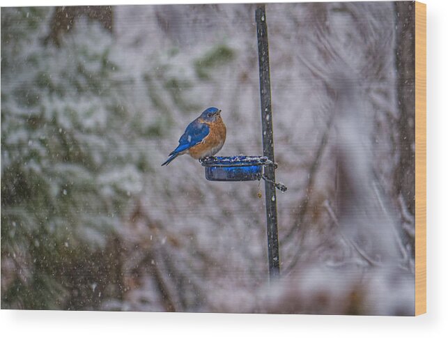 Bird Wood Print featuring the photograph Bluebird in Snow by David Kay