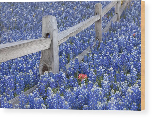 Bluebonnet Pictures Wood Print featuring the photograph Bluebonnet Fencepost in the Texas Hill Country by Rob Greebon
