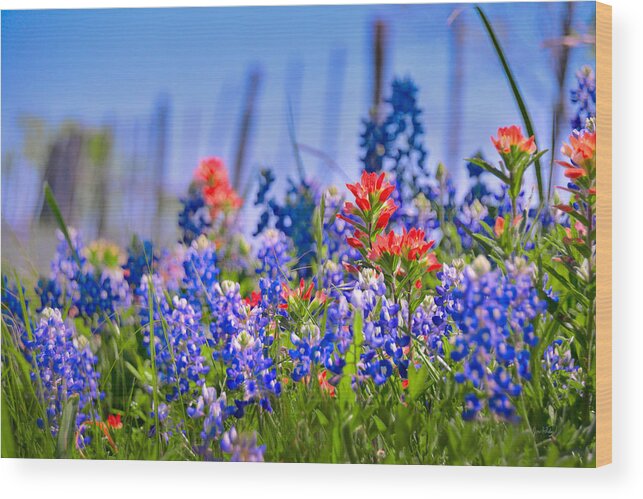 Texas Bluebonnets Wood Print featuring the photograph Bluebonnet Paintbrush Texas - Wildflowers landscape flowers fence by Jon Holiday