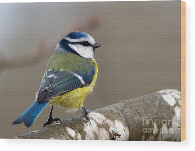Blue Tit Wood Print featuring the photograph Bluehood by Torbjorn Swenelius