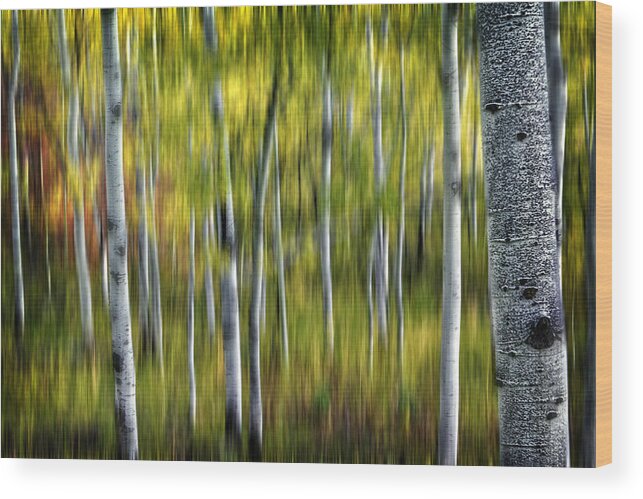 Aspen Wood Print featuring the photograph Blurred Aspens by Michael Ash