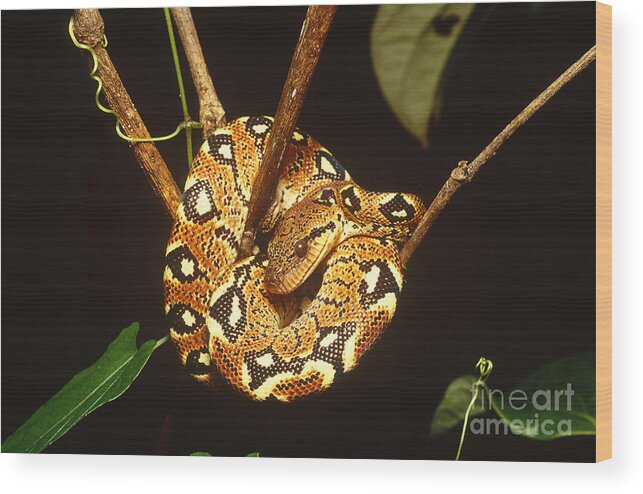 Infocus127 Wood Print featuring the photograph Boa Constrictor by Art Wolfe