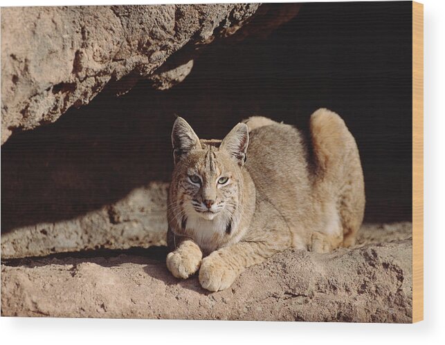 Feb0514 Wood Print featuring the photograph Bobcat Adult Resting On Rock Ledge by Tim Fitzharris