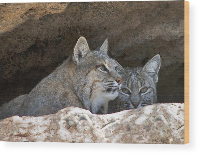 Bobcat Wood Print featuring the photograph Bobcat Pair by Paul Riedinger