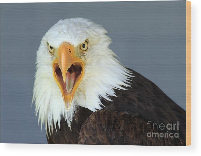 Animal Wood Print featuring the photograph Bald Eagle by Teresa Zieba