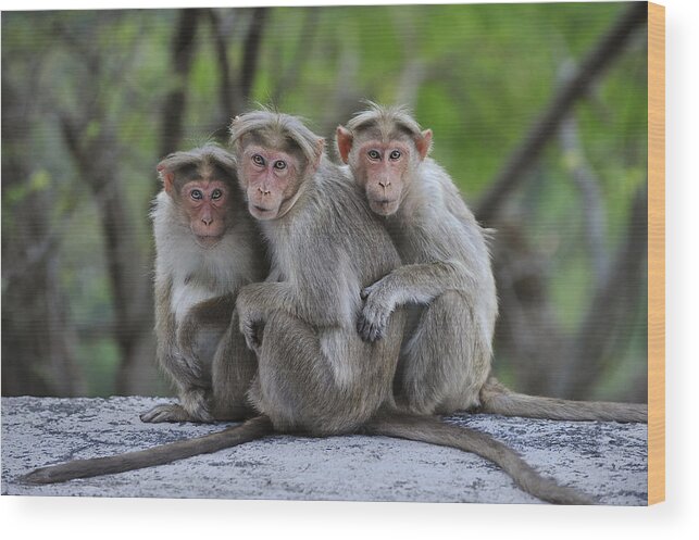 Thomas Marent Wood Print featuring the photograph Bonnet Macaque Trio Huddling India by Thomas Marent