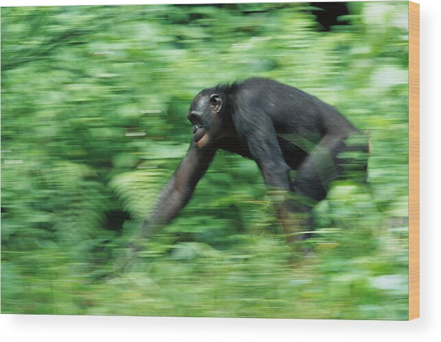 00620064 Wood Print featuring the photograph Bonobo Pan Paniscus Nine Year Old Male by Cyril Ruoso