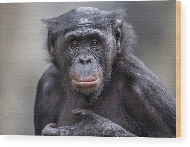 Feb0514 Wood Print featuring the photograph Bonobo by San Diego Zoo