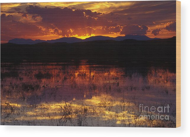 Bosque Wood Print featuring the photograph Bosque Sunset - orange by Steven Ralser