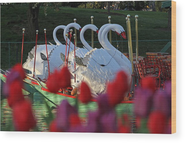 Swan Boat Wood Print featuring the photograph Boston Public Garden and Swan Boats by Juergen Roth