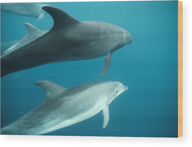 Feb0514 Wood Print featuring the photograph Bottlenose Dolphins Galapagos Islands by Tui De Roy