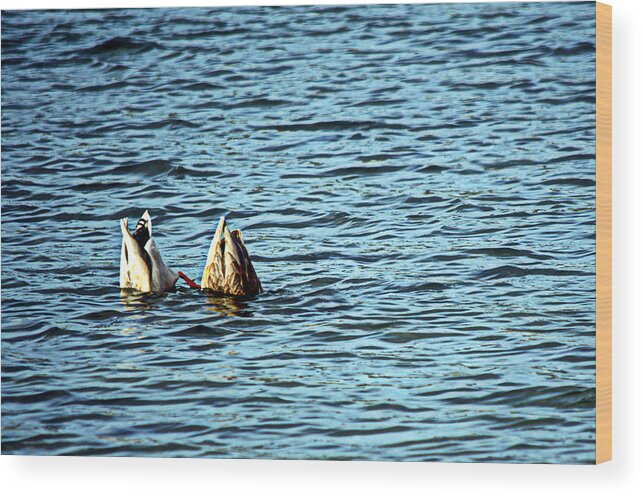 Ducks Wood Print featuring the photograph Bottoms Up by Cathy Shiflett