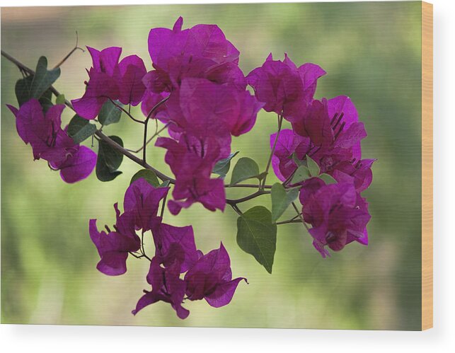 Fred Larson Wood Print featuring the photograph Bougainvillea by Fred Larson