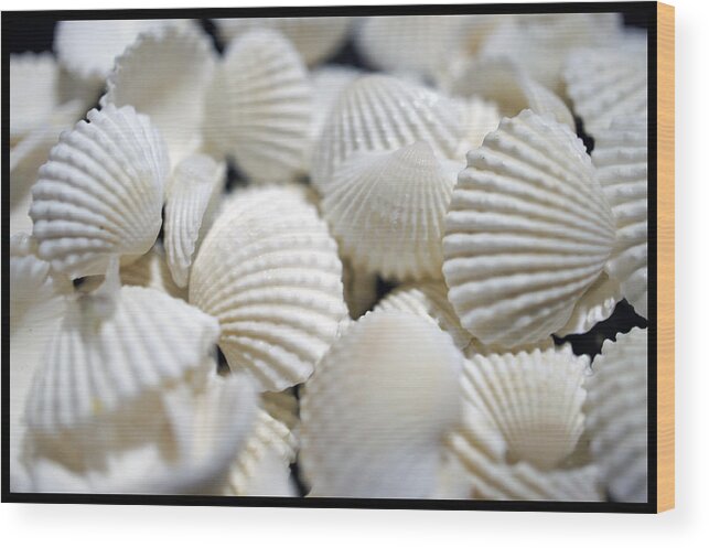 Macro Wood Print featuring the photograph Bounty of Shells by Laurie Perry