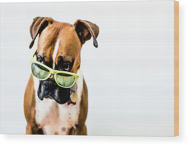 Pets Wood Print featuring the photograph Boxer Dog With Bright Green Sunglasses by Matthew James Quinton