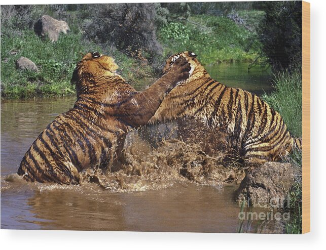 Bengal Tigers Wood Print featuring the photograph Boxing Bengal Tigers Wildlife Rescue by Dave Welling