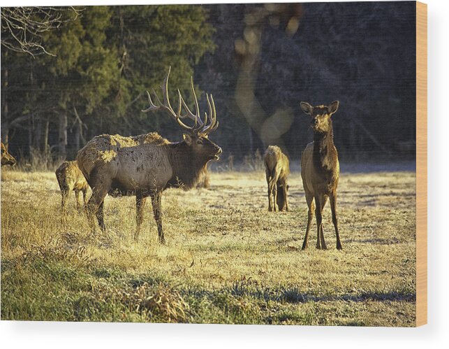 Bull Elk Wood Print featuring the photograph Boxley Stud and Cow Elk by Michael Dougherty