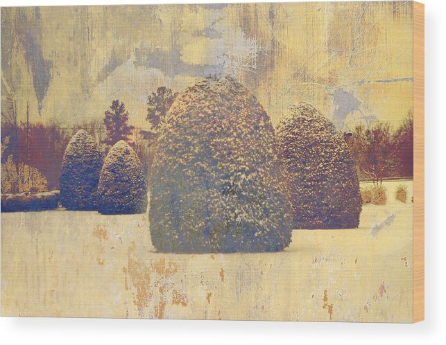 Snow Wood Print featuring the photograph Boxwoods In Gold by Suzanne Powers