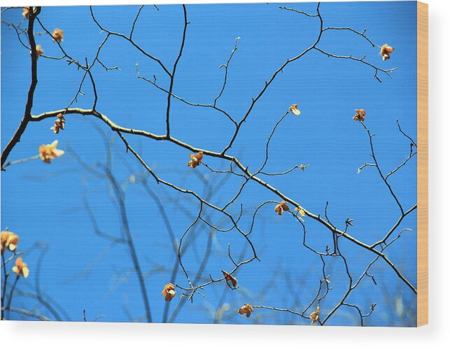 Bokeh Wood Print featuring the photograph Branches by A K Dayton