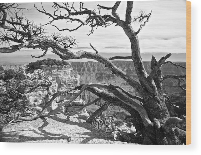 Landscape Wood Print featuring the photograph Branches by Richard Gehlbach