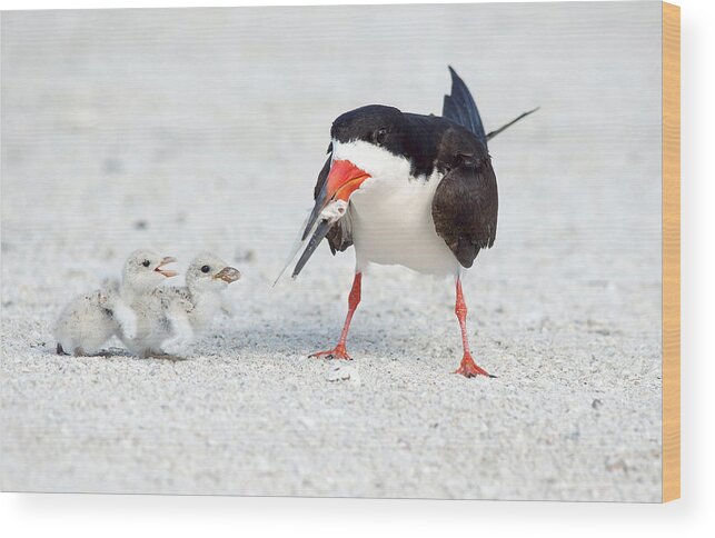 black Skimmers black Skimmer Adult Wood Print featuring the photograph Breakfast. by Evelyn Garcia