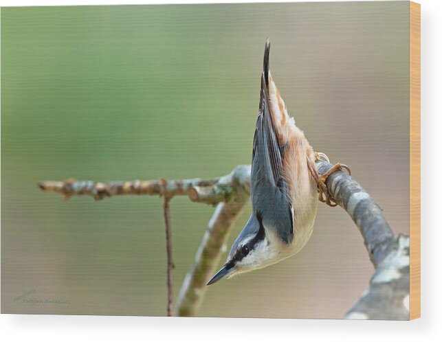 Breakneck - The Nuthatch Wood Print featuring the photograph Breakneck - the Nuthatch by Torbjorn Swenelius