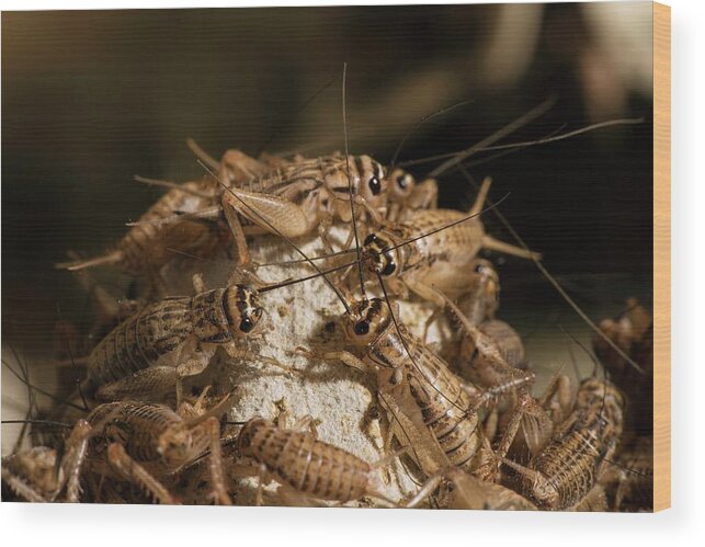 Nobody Wood Print featuring the photograph Breeding Insects For Human Consumption by Philippe Psaila