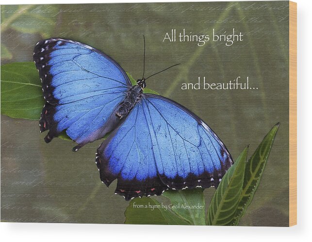 Karen Stephenson Photography Wood Print featuring the photograph Bright and Beautiful by Karen Stephenson
