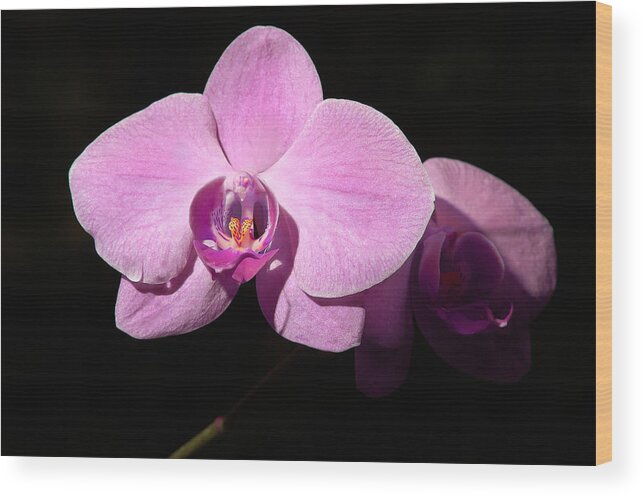 Penny Lisowski Wood Print featuring the photograph Bright Orchid by Penny Lisowski