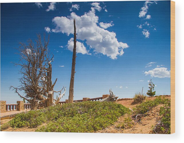 Faa_export Wood Print featuring the photograph Bristlecone pine by Kunal Mehra