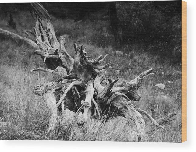 Abstracts Wood Print featuring the photograph Bristlecone Pine Stump by Harold Rau