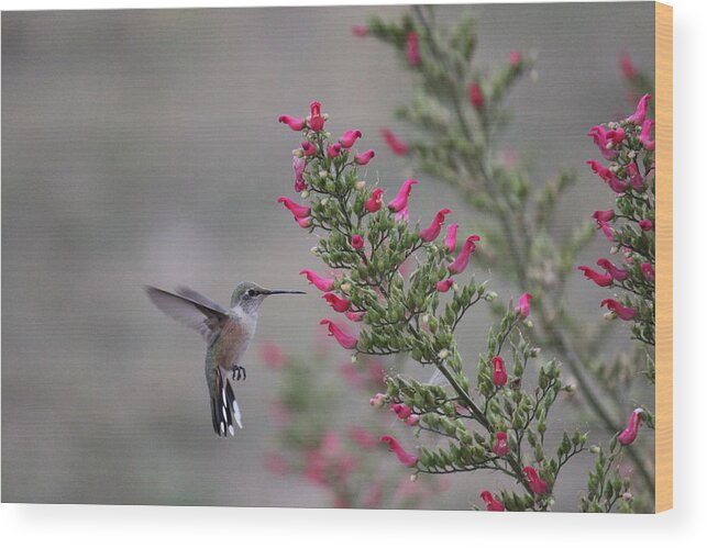 Bird Wood Print featuring the photograph Broad Tail Hummingbird by Trent Mallett