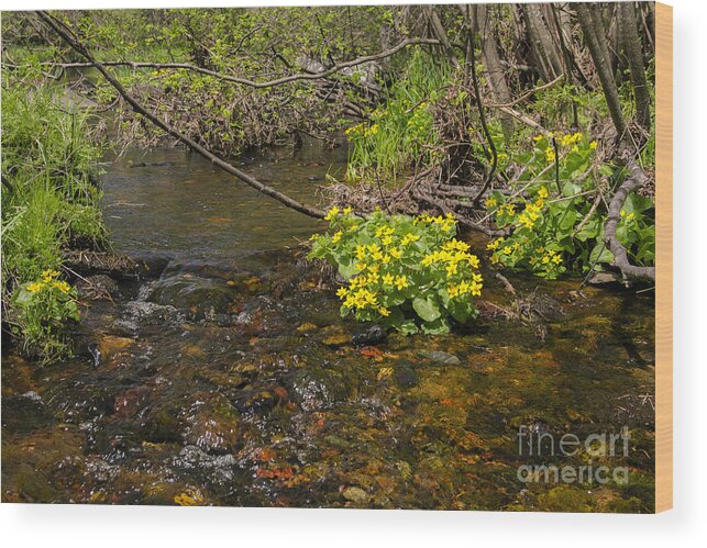 Cook's Run Wood Print featuring the photograph Brook trout country by Dan Hefle