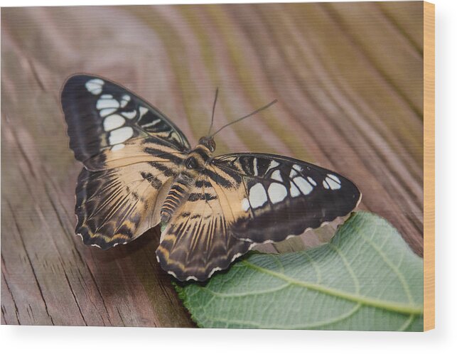 Karen Stephenson Photography Wood Print featuring the photograph Brown and Black on Wood by Karen Stephenson