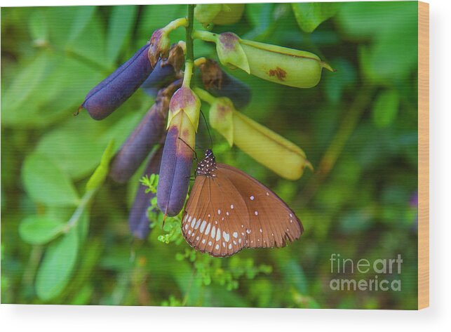 Butterfly Wood Print featuring the photograph Brown butterfly in the green jungle by Gina Koch