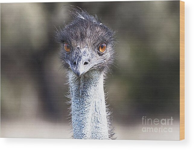  Emu Bird Wood Print featuring the photograph Brown-Eyed Girl V2 by Douglas Barnard