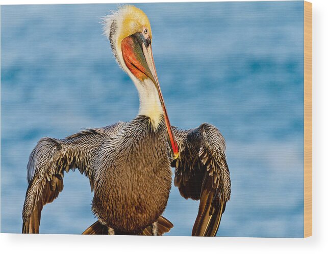 Brown Pelican Wood Print featuring the photograph Brown Pelican in a Pose by Ben Graham