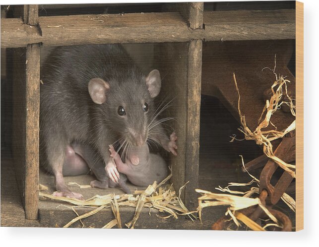 Brown Rat Wood Print featuring the photograph Brown Rat With Young by Jean-Michel Labat