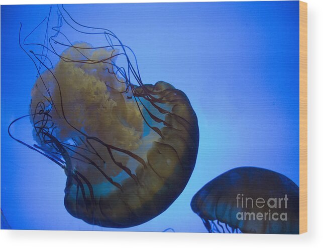 Nettle Wood Print featuring the photograph Brown Sea Nettle by Steven Parker