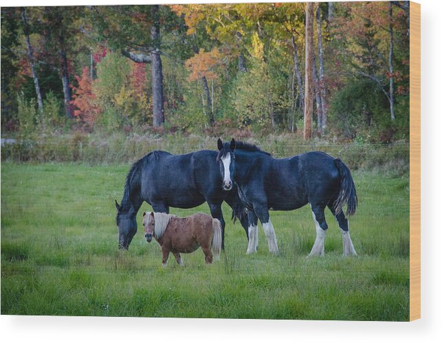 Horses Wood Print featuring the photograph Brownfield Horses by Jennifer Kano