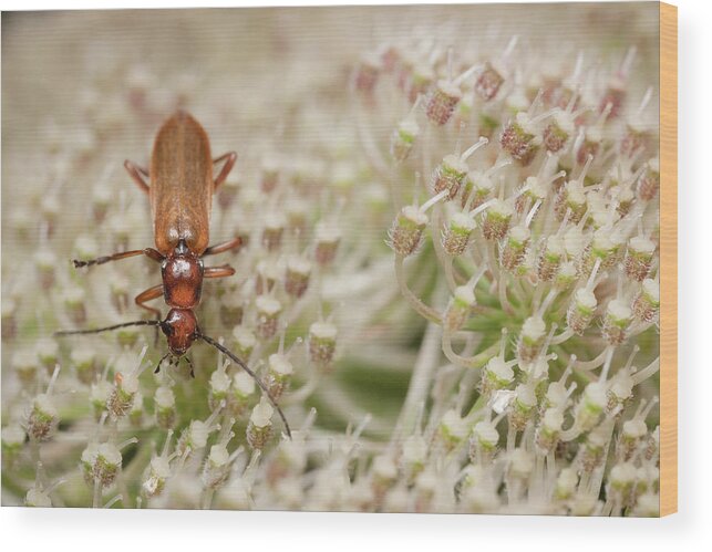 Greece Wood Print featuring the photograph Browsing Soldier Beetle by Stavros Markopoulos