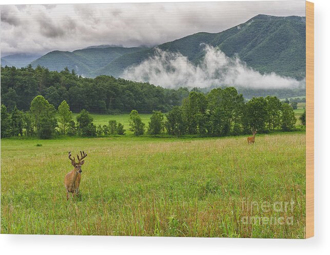 Cades Cove Wood Print featuring the photograph Buck in velvet by Anthony Heflin