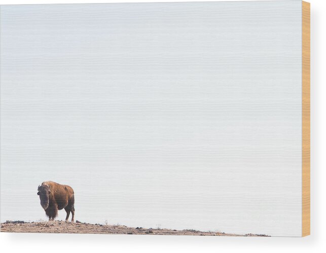 Buffalo Wood Print featuring the photograph Buffalo Country by James BO Insogna