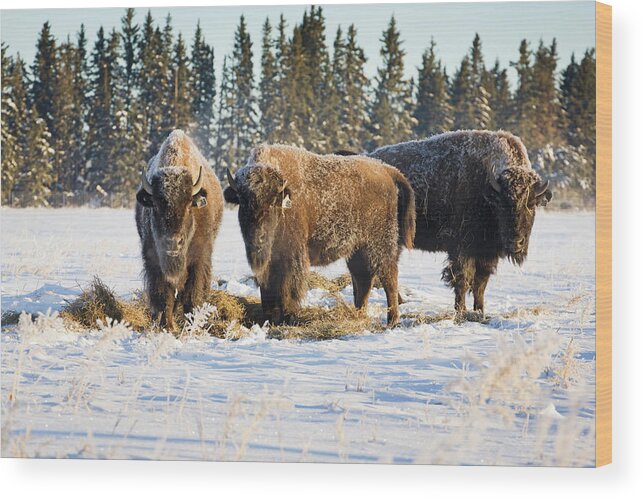 Horned Wood Print featuring the photograph Buffalo In Snow Covered Field Eating by Michael Interisano / Design Pics