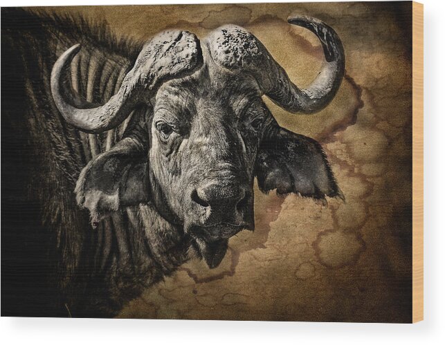 Africa Wood Print featuring the photograph Buffalo Portrait by Mike Gaudaur