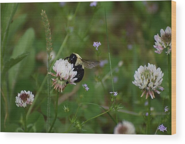 Bugs Wood Print featuring the photograph Bug Art 136 by Lawrence Hess