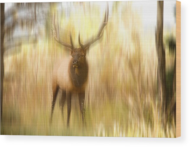 Elk Wood Print featuring the photograph Bull Elk Forest Dreaming by James BO Insogna